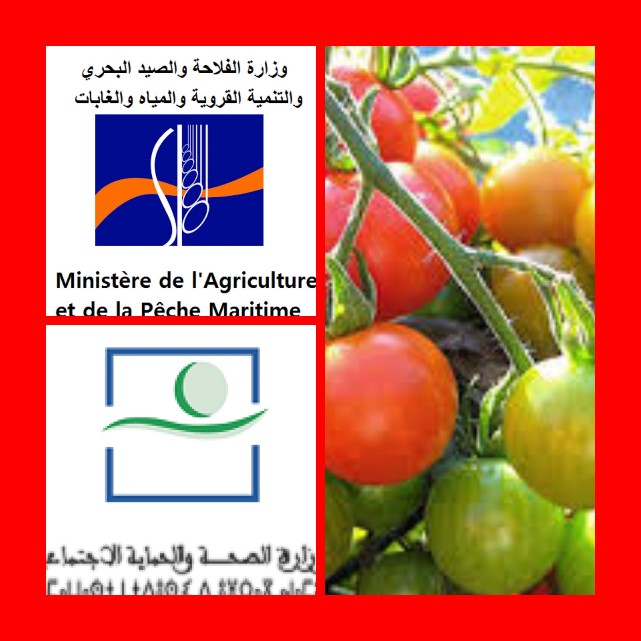 تسمم الطماطم المغربية ووزارة الفلاحة والصحة تلتزمان الصمت