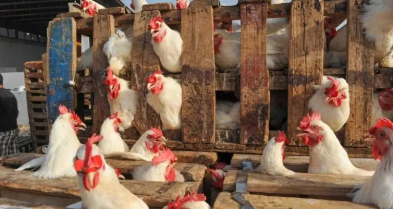 أسعار الدجاج تحلق عاليا و تثير غضب المغاربة