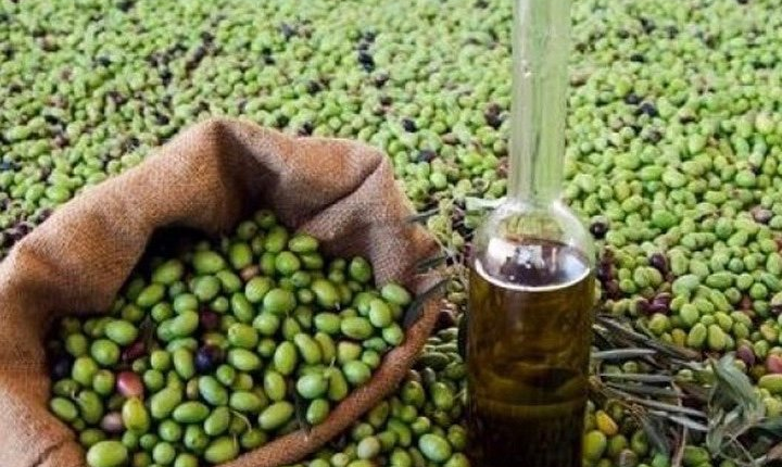 بين التقنين والمضاربة، بحث عن تحقيق توازن في أسعار زيت الزيتون