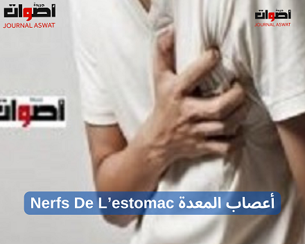 أعصاب المعدة Nerfs De L’estomac