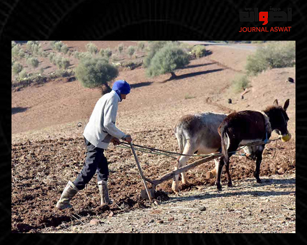 تأثير الشتاء على الفلاحة في المغرب بين تحديات الطبيعة وغلاء الخضروات والفواكه
