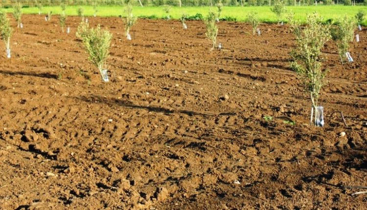 أقريال: تأثير إيجابي للتساقطات المطرية الأخيرة على الحبوب والغطاء النباتي