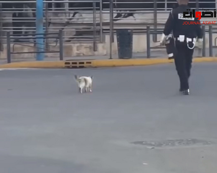 شرطي يؤمن مرور قطة بالدار البيضاء