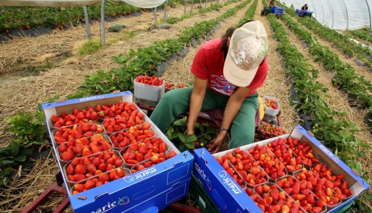 400 عاملة زراعية مغربية تنطلق نحو إسبانيا