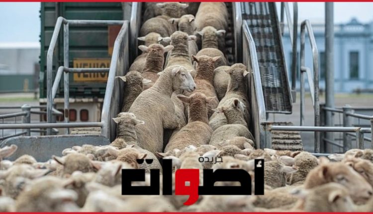 من المستفيد من دعم الحكومة لعملية استيراد الأغنام؟