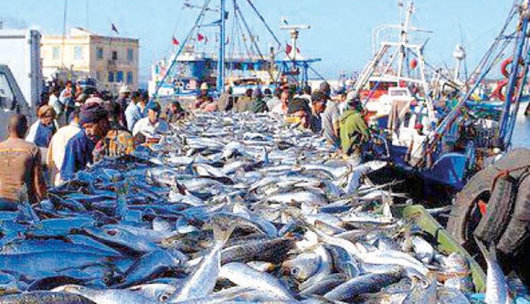 الكميات المفرغة من منتجات الصيد بميناء بوجدور تنخفض بنسبة 58%