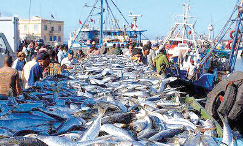 ارتفاع مفرغات الصيد الساحلي والتقليدي بميناء لمهيريز