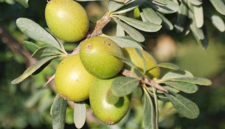 أكادير تحتضن فعاليات المعرض الدولي لأركان