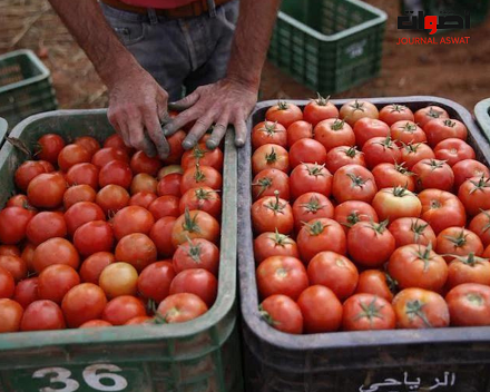 ارتفاع أسعار الطماطم بأسواق اقليم قلعة السراغنة ينهك جيوب المتسوقين