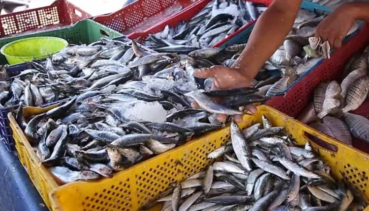 مجلس المنافسة يفتح تحقيقا في التلاعبات بسعر السمك