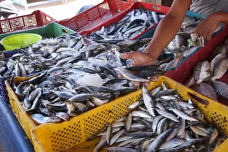 مجلس المنافسة يفتح تحقيقا في التلاعبات بسعر السمك