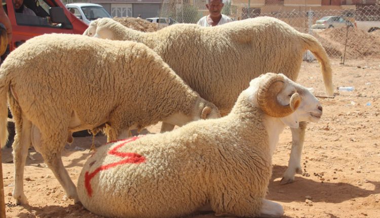 مجموع القطيع الموجه للذبح في جهة فاس-مكناس يتجاوز 800 ألف