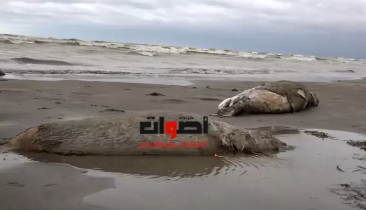 خبير: اضمحلال بحر قزوين مرتبط بانخفاض متوسط هطول الأمطار السنوي