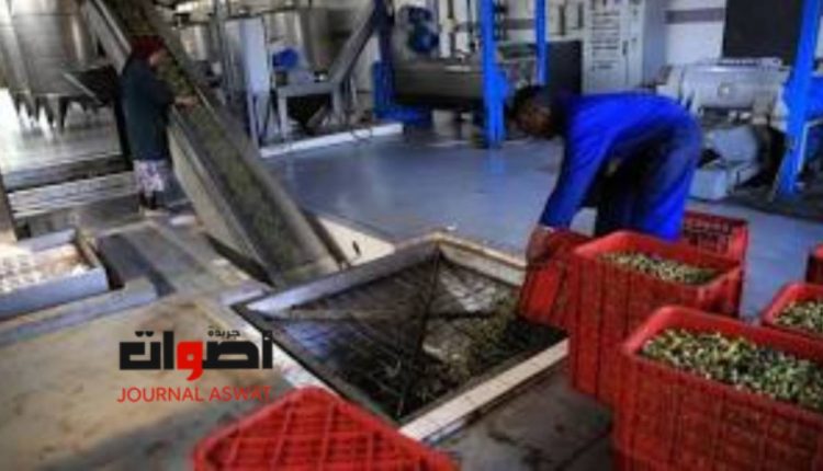 توقعات بارتفاع سعر زيت الزيتون في "المغرب" سنة 2025‎ وسط استياء المواطنين