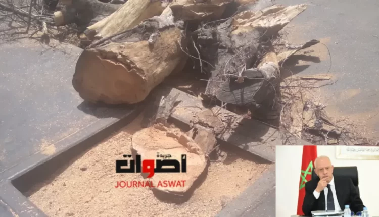 الاعتداء على الثروة الطبيعية بشارع "لالة ياقوت": دعوات لحماية الأشجار من القطع العشوائي