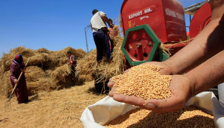 جمارك المغرب تحقق في مزاعم تلاعبات باستيراد القمح المدعم
