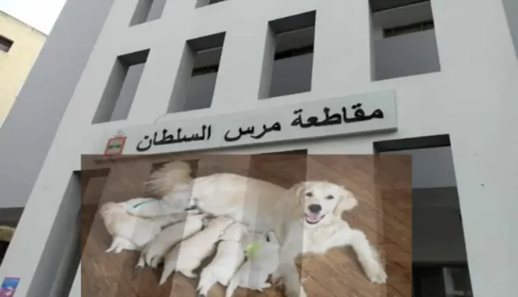 المغرب: تسخير معدات جماعية لخدمة "سبوع كلبة" بمقاطعة "مرس السلطان" بالدار البيضاء