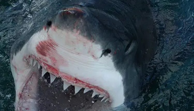 Requin