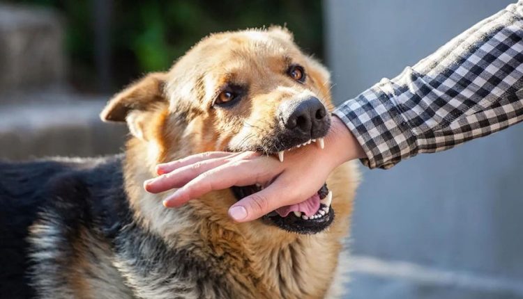 Un chien attaque un enfant