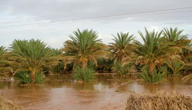 الصحراء المغربية