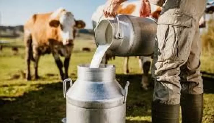 تحديات كبيرة تواجه قطاع الحليب في المغرب: تأثير الجفاف والأزمات العالمية على الاستقرار الاقتصادي