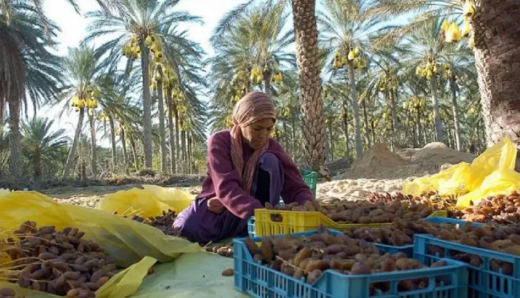 الإنتاج المتوقع للتمور يقدر بـ 103 آلاف طن في الموسم الفلاحي 2024-2025 (وزير)