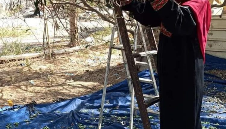 شجرة الزيتون