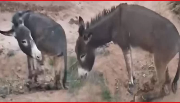 "دعوات لتشديد العقوبة على متهم ببتر أطراف حمار في زاكورة"