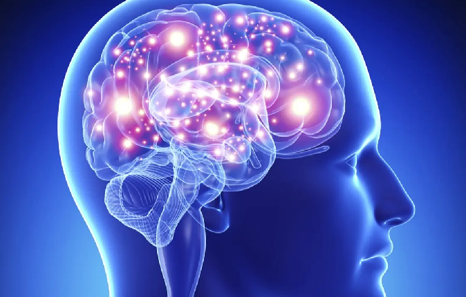 Cerveau humain