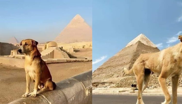 قصة كلب مصر