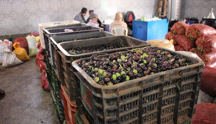 مهنيون: غلّة الزيتون ضعيفةوسعر لتر الزيت يتراوح بين 100 و110 دراهم