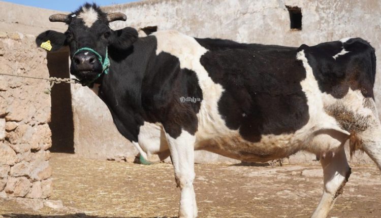 فلاح يقتل بقرة