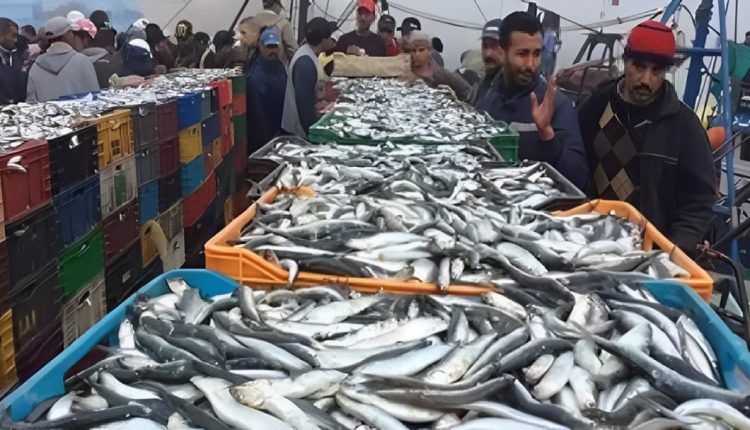 ارتفاع القيمة التسويقية لمنتجات الصيد الساحلي التقلدي ب %6