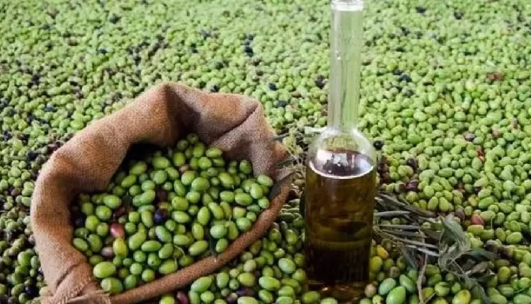 أزمة زيت الزيتون في المغرب: تراجع الإنتاج وارتفاع الأسعار يؤديان إلى انتشار الغش التجاري