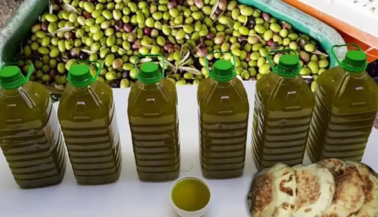 توقع تراجع أسعار زيت الزيتون في السوق المغربية رغم الارتفاع الحالي