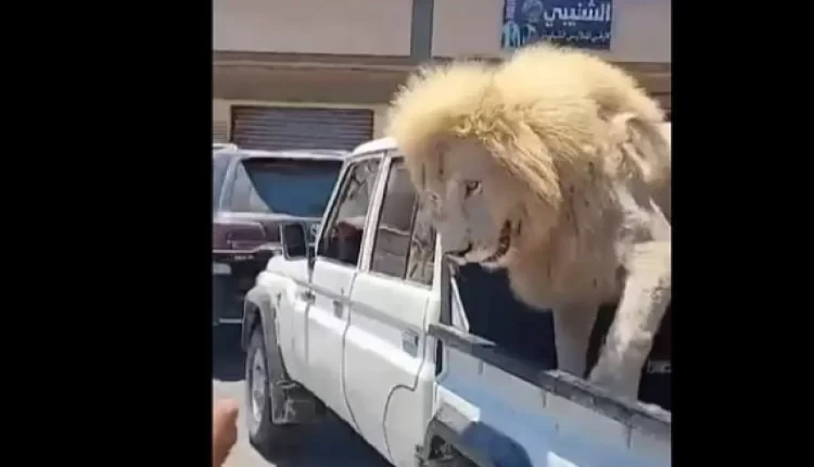 أسد يستقل سيارة نقل في ليبيا