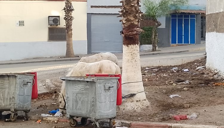 انتشار الحمير والبغال والكلاب في شوارع سطات