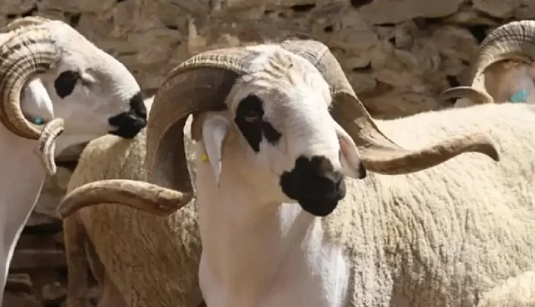 سوق الأغنام