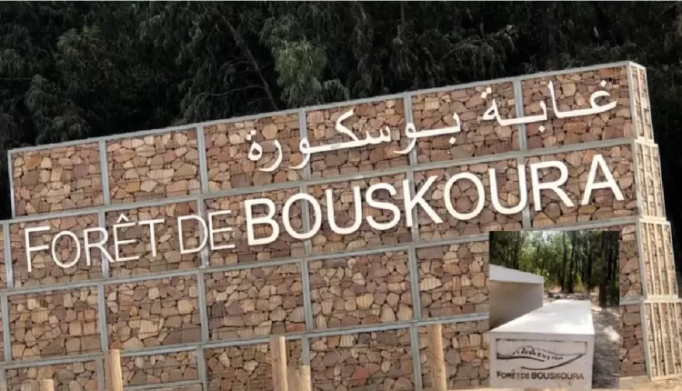 الدار البيضاء.. إطلاق برنامج تدخل استعجالي للحفاظ على التراث الإيكولوجي لغابة بوسكورة