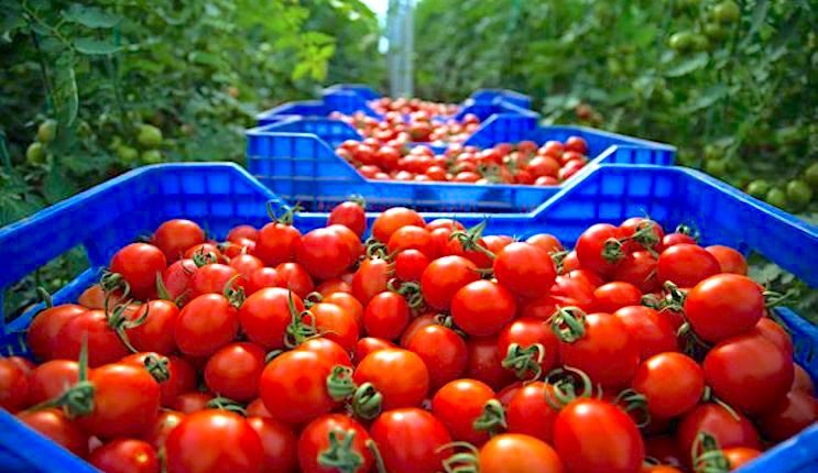 تقرير بريطاني حول الأمن الغذائي يسلط الضوء على العلاقات الفلاحية مع المغرب