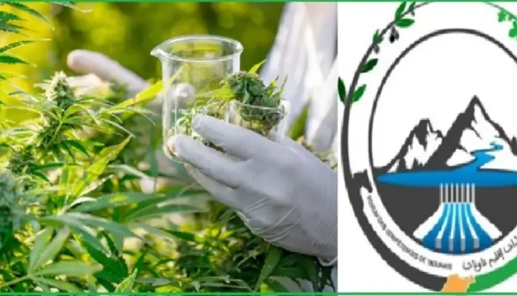 يوم دراسي في تاونات يستعرض آفاق زراعة القنب الهندي وتحويله
