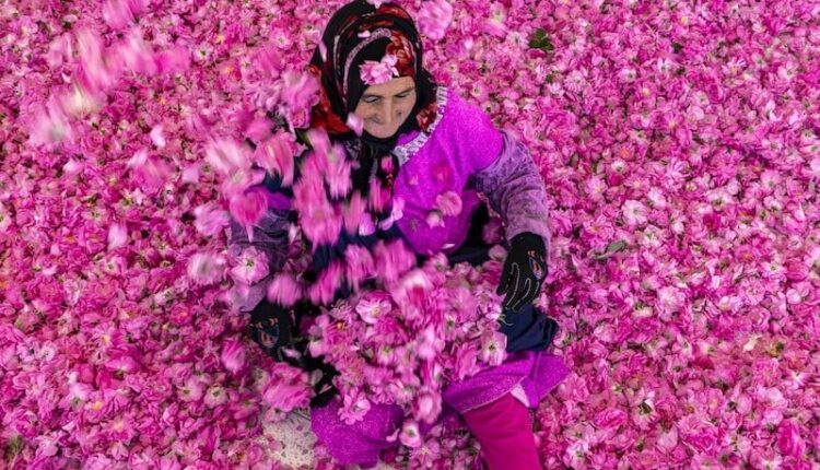 نساء قلعة مكونة بين شوك الورد وعبء الحياة