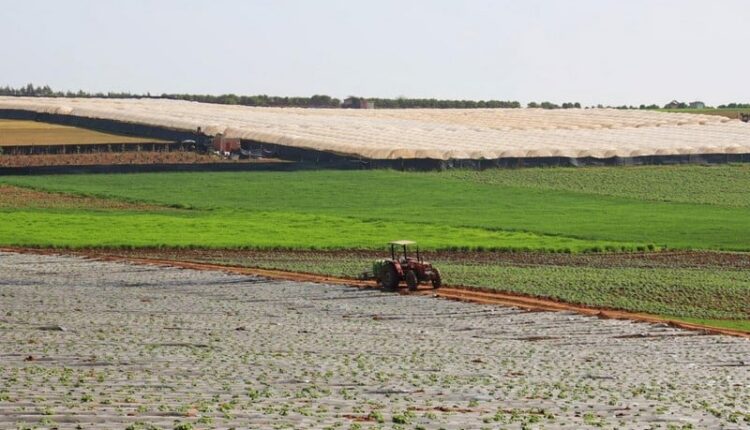 أمطارًا غزيرة تعزز الإنتاج الزراعي