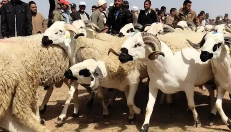 إلغاء عيد الأضحى في المغرب: بين مصلحة القطيع والمواطنين وخسارة المضاربين