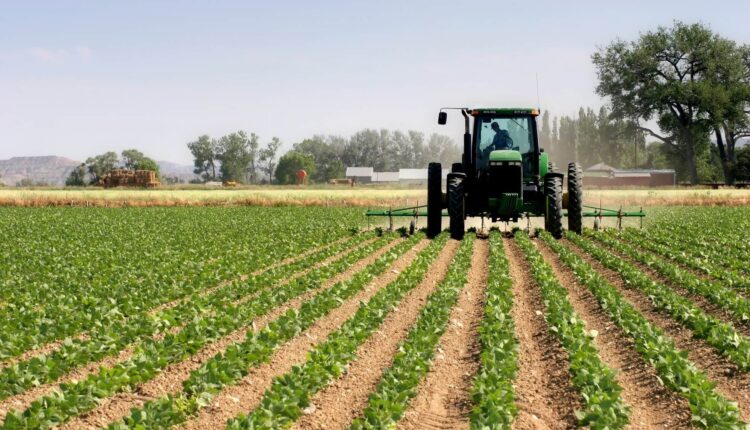 "دعم الفلاحين: خطوة نحو زيادة الإنتاج وخفض الأسعار لتعزيز الاقتصاد المحلي
