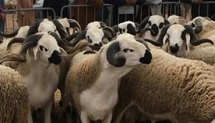 مربوا الماشية