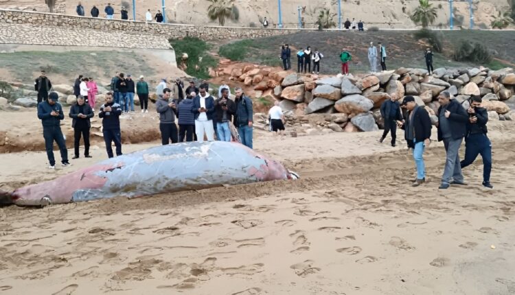 الحسيمة:  ظاهرة جنوح حوت كوفيه ذو المنقار ونفوقه تسائل الخبراء