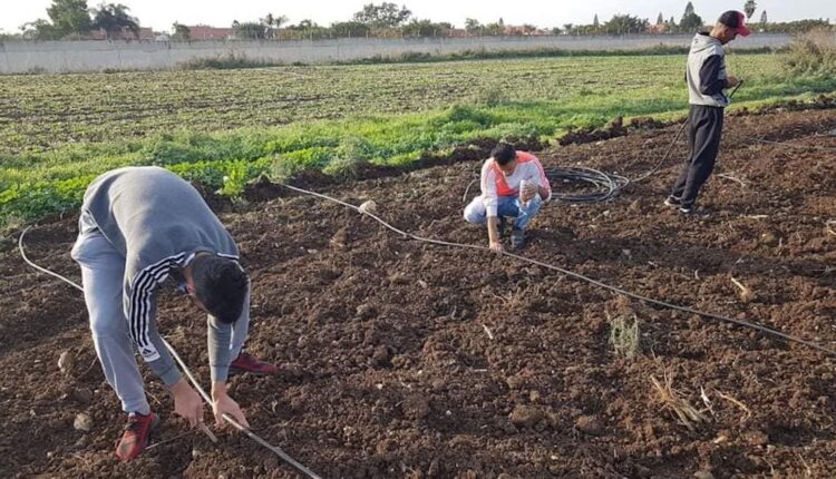 تعاونية "أغريغيغو" الزراعية في غيغو تطلق مشروعًا مبتكرًا لإنبات الشعير