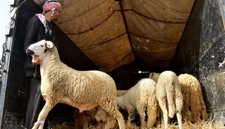 إلغاء شعيرة النحر في عيد الأضحى بالمغرب: تاريخ و ردود فعل