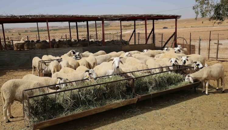 إشكالية تراجع الإنتاج الحيواني بالمغرب في ظل أزمة المناخ وقلة التساقطات المطرية